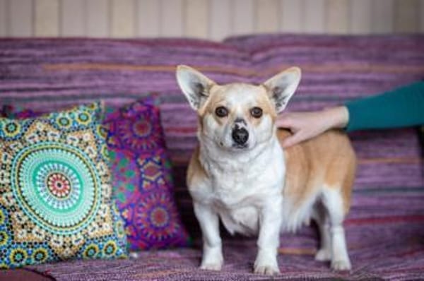 Lustige PEPPA sucht eine aktive Familie