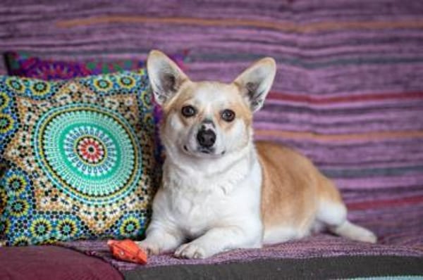 Lustige PEPPA sucht eine aktive Familie