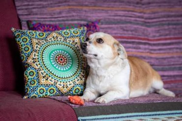 Lustige PEPPA sucht eine aktive Familie