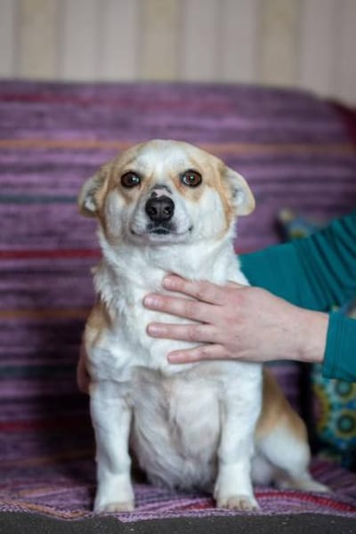 Lustige PEPPA sucht eine aktive Familie