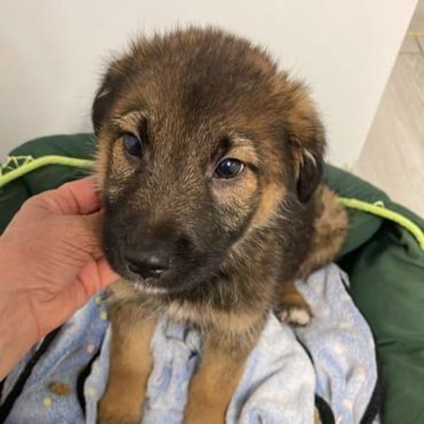 Teddy kleiner Welpenbub