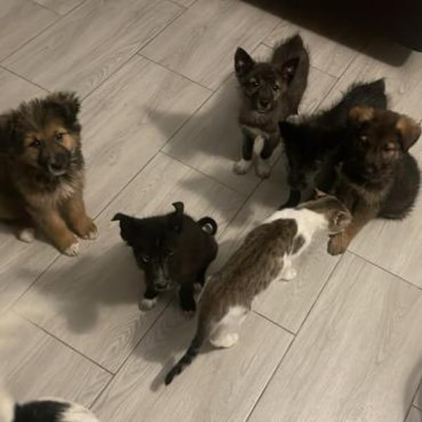 Teddy kleiner Welpenbub