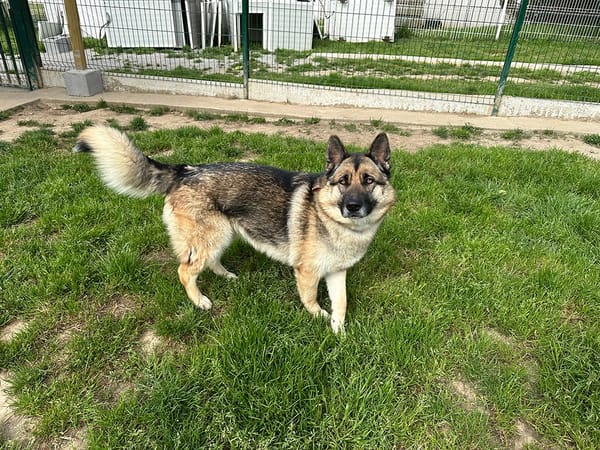 Maggie