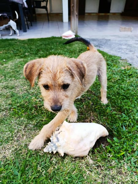 Noisette. la rescapée