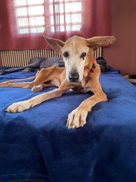 ROWENA un Amour inconditionnel