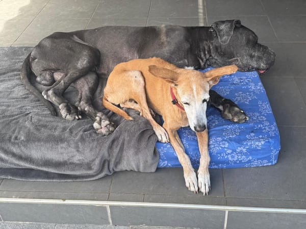 ROWENA un Amour inconditionnel