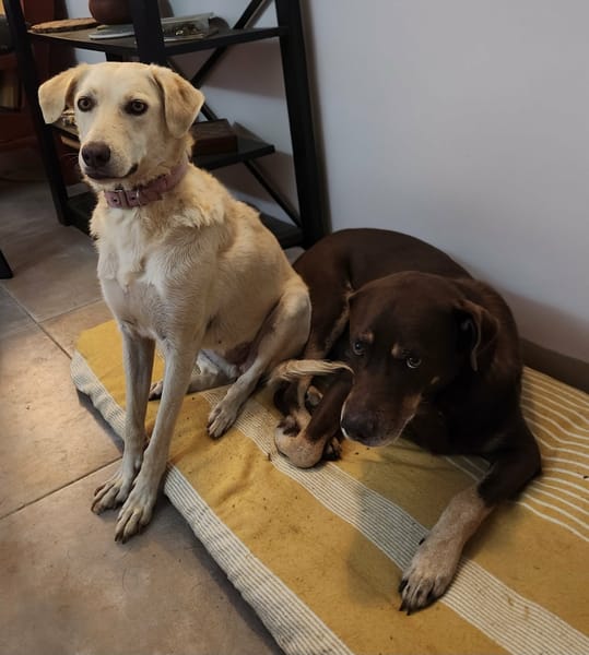 Suzie la belle et douce louloute