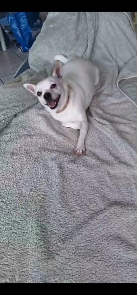 Poupi petit chihuahua pleine d'amour