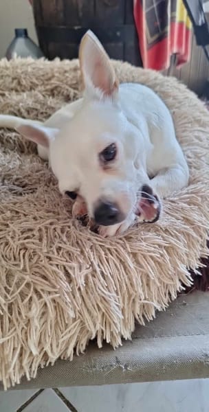 Poupi petit chihuahua pleine d'amour