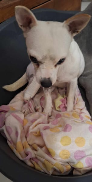 Poupi petit chihuahua pleine d'amour