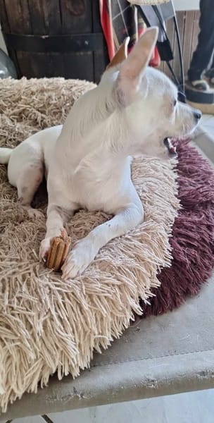 Poupi petit chihuahua pleine d'amour