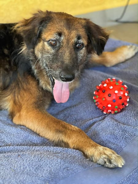 Bobby timide et attachant