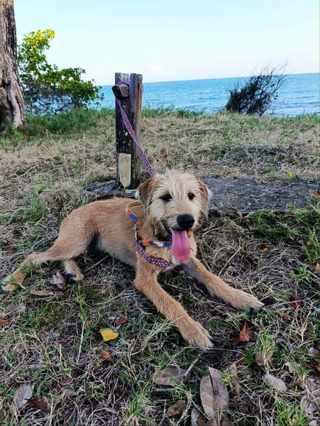 Youpi, un chiot joyeux