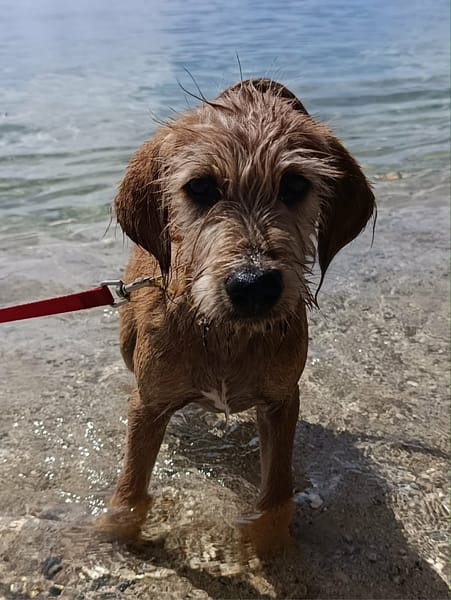 Youpi, un chiot joyeux