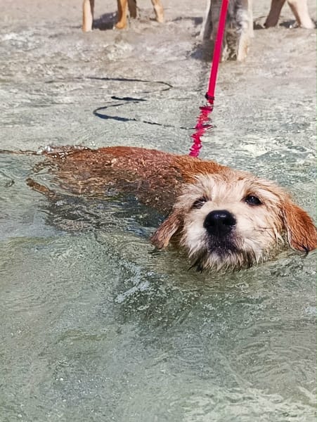 Youpi, un chiot joyeux