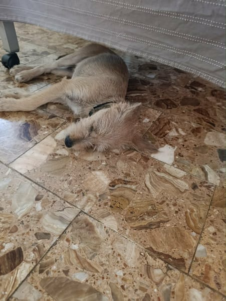 Youpi, un chiot joyeux