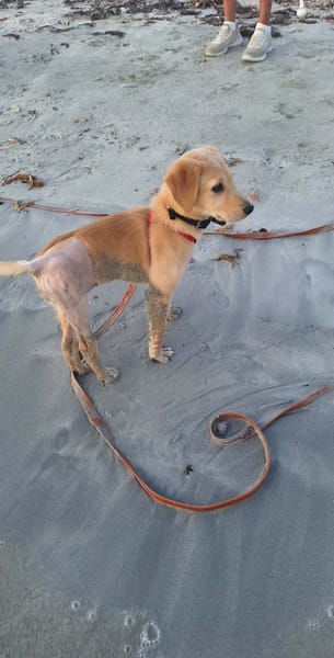 Siréna, notre petite miraculée