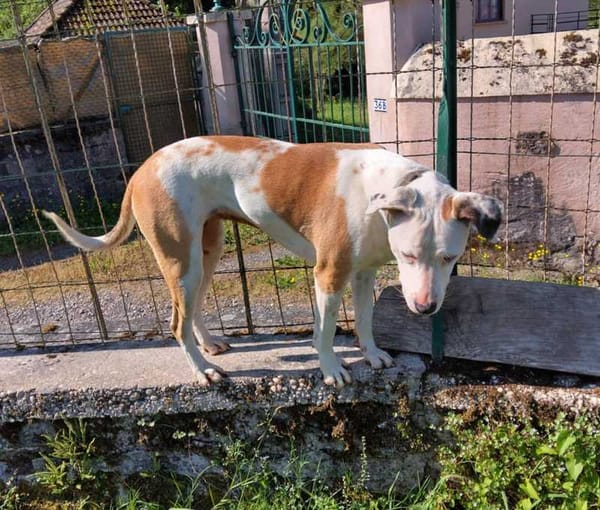 Romy, femelle, X Berger, née le 02/10/2022