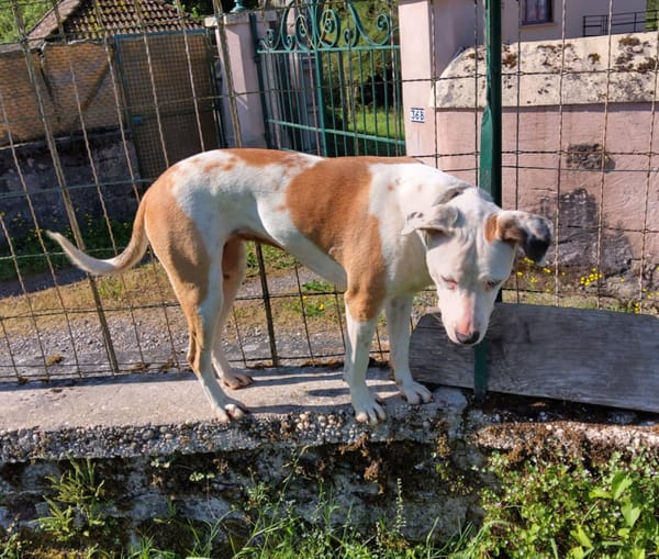 Romy, femelle, X Berger, née le 02/10/2022