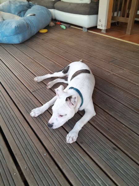 Rose, Femelle, X Berger, née le 12/10/2025