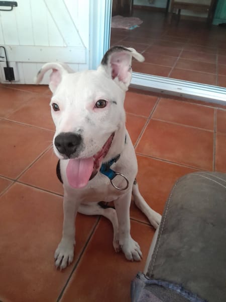 Rose, Femelle, X Berger, née le 12/10/2025