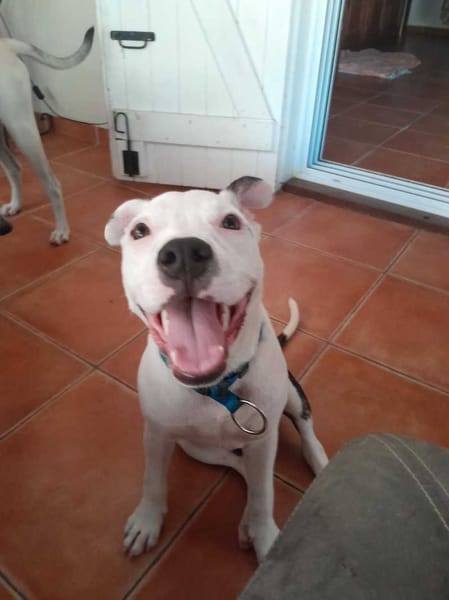 Rose, Femelle, X Berger, née le 12/10/2025