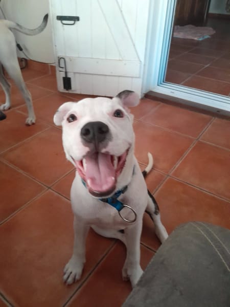 Rose, Femelle, X Berger, née le 12/10/2025