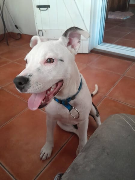 Rose, Femelle, X Berger, née le 12/10/2025