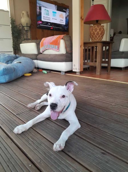 Rose, Femelle, X Berger, née le 12/10/2025