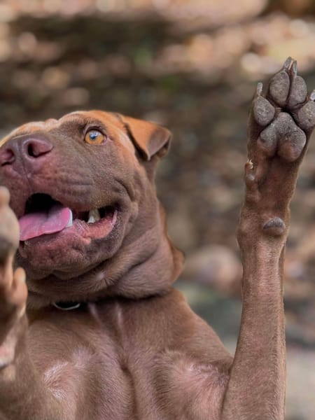 Pollux, mâle croisé Shar Pei, né le 03/06/2024 🐶