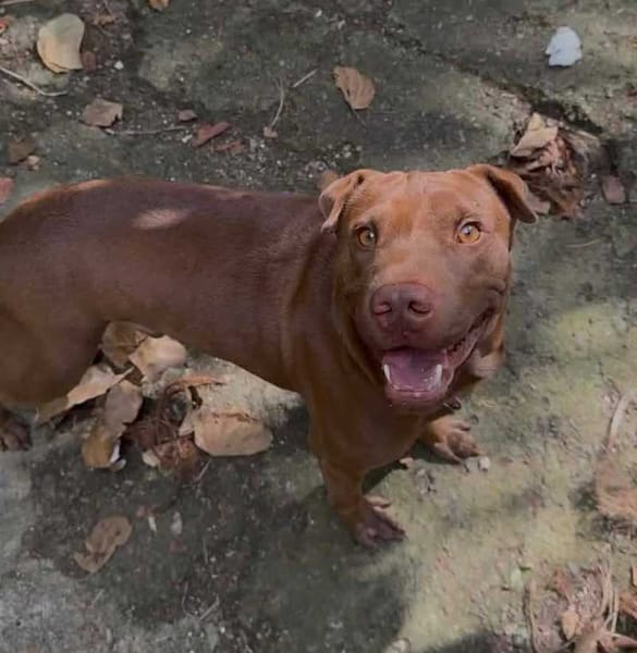 Pollux, mâle croisé Shar Pei, né le 03/06/2024 🐶