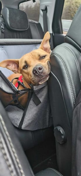 Omy, mâle croisé berger, né le 31/01/2024🐶