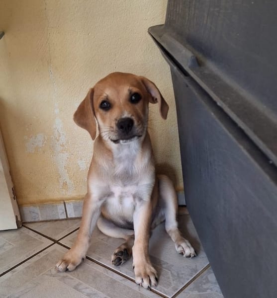 MYDEE, petit cœur à quatre pattes, cherche sa famille !