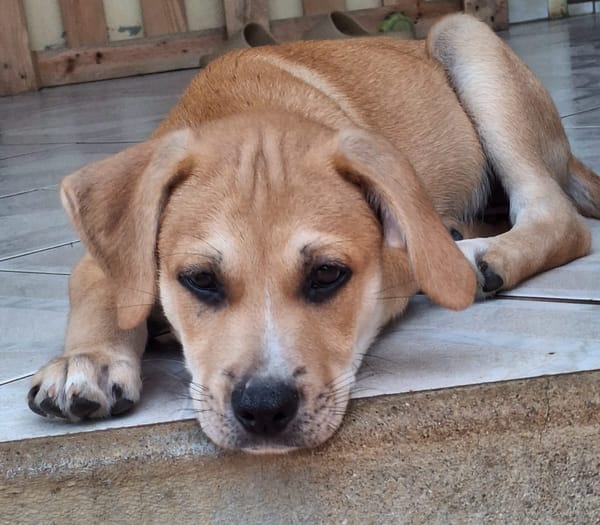 MYDEE, petit cœur à quatre pattes, cherche sa famille !