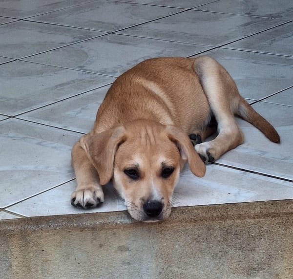 MYDEE, petit cœur à quatre pattes, cherche sa famille !