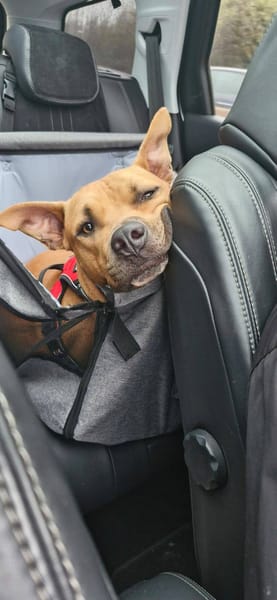 Omy, mâle croisé berger, né le 31/01/2024🐶