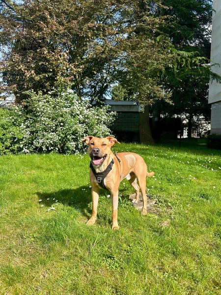 Newis, Mâle, X Berger, né le 15/06/2025