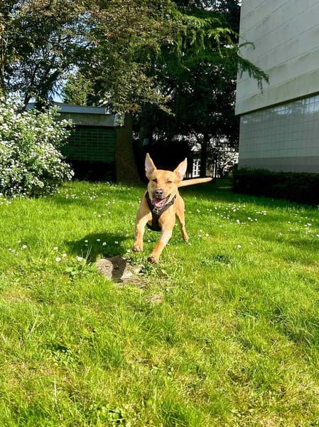 Newis, Mâle, X Berger, né le 15/06/2025