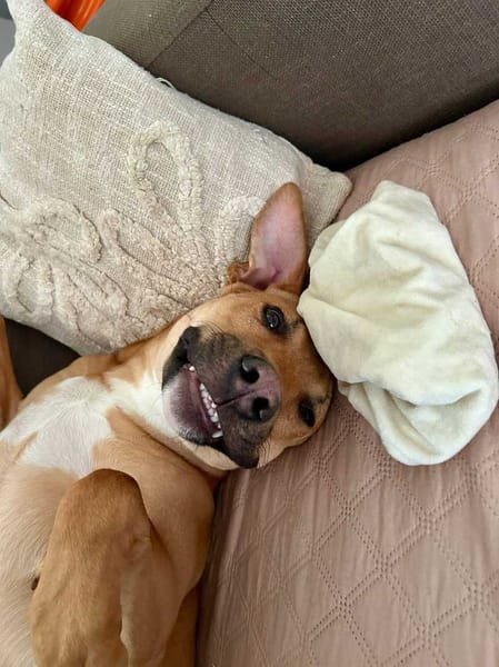 Newis, Mâle, X Berger, né le 15/06/2025