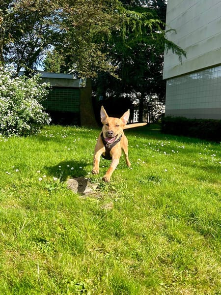 Newis, Mâle, X Berger, né le 15/06/2025