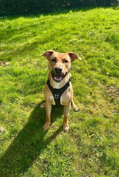 Newis, Mâle, X Berger, né le 15/06/2025