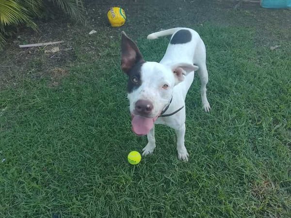 Neo, Mâle, X Berger, né le 01/01/2025 🐶