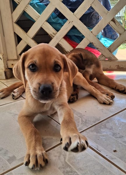 DJANIS, chiot mâle Berger créole