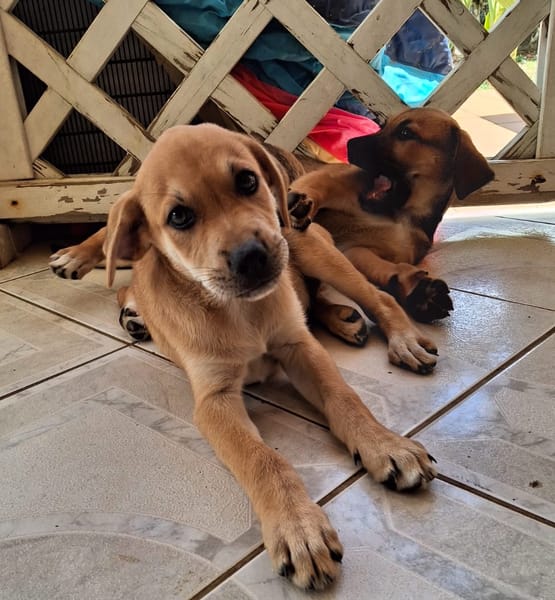 DJANIS, chiot mâle Berger créole