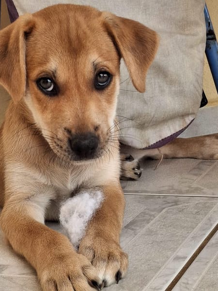 DJANIS, chiot mâle Berger créole