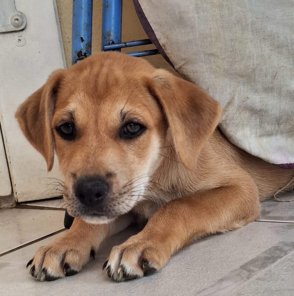 DJANIS, chiot mâle Berger créole