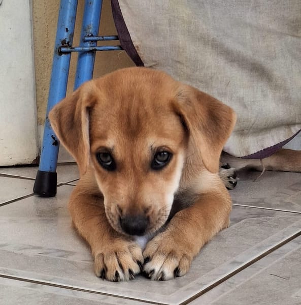 DJANIS, chiot mâle Berger créole