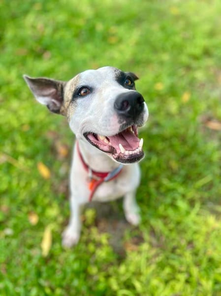 Hanae, femelle croisée berger née le 03/11/2023 🐶