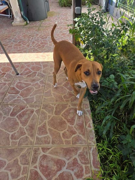 Frisky, Mâle, X Berger, né le 01/04/2025 🐶