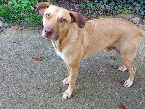 Fifi, mâle croisé berger, né le 15/06/2022 🐶